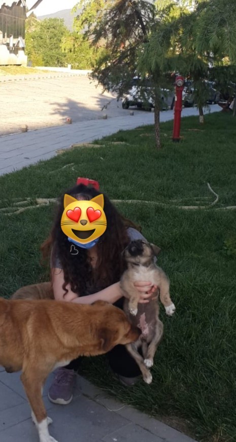 Are there any dog ​​mums/dads here?