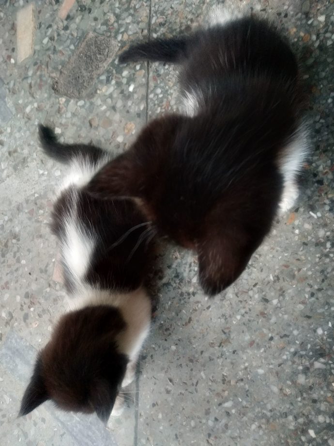 Girls, will you consider someone a weird cat guy if they foster, or volunteer to help kittens?