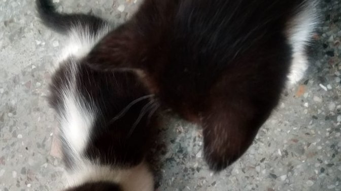 Girls, will you consider someone a weird cat guy if they foster, or volunteer to help kittens?