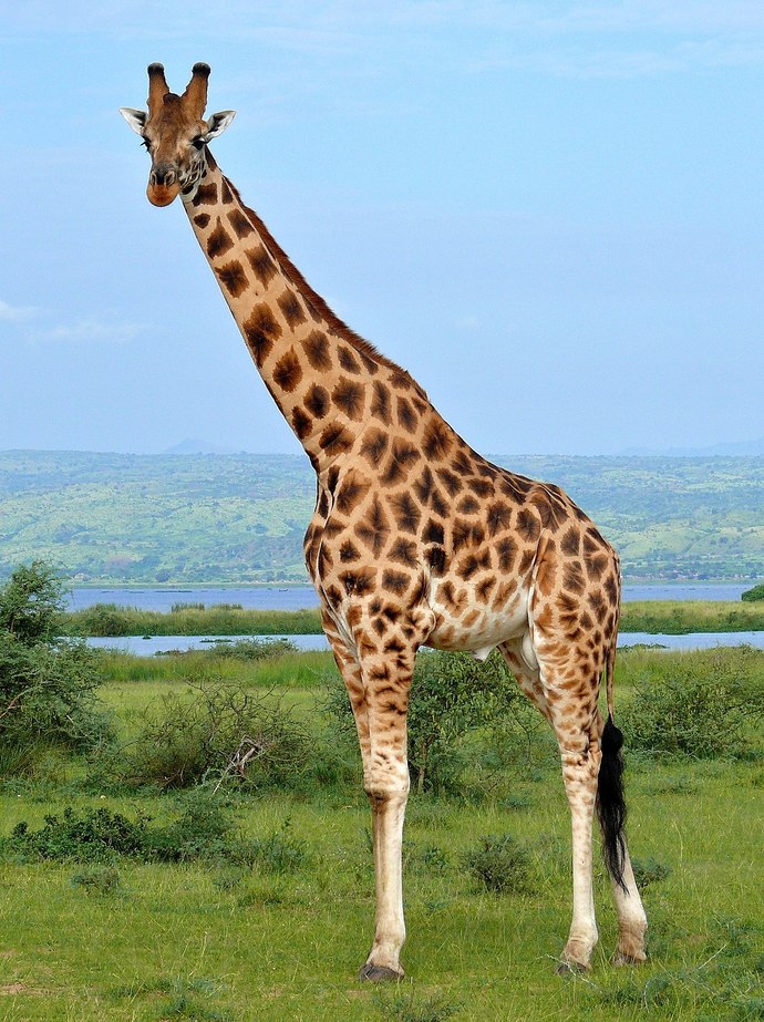 Its 05/11, Human Height Day! So heres a question about your own. Which height/size is closest to you?