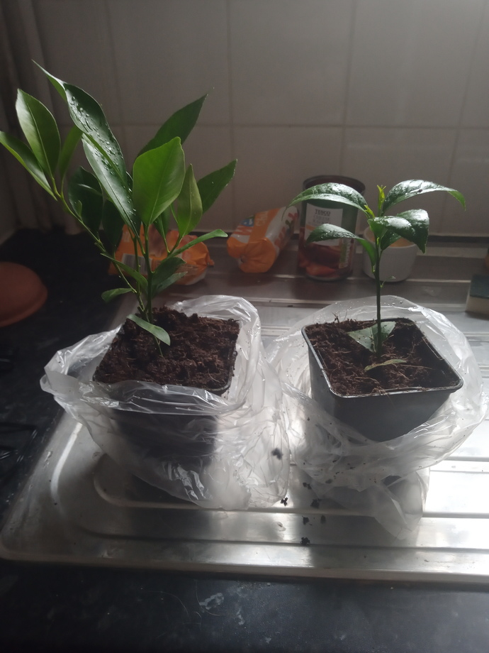 What do you think of baby orange and lemon trees I planted them around a month ago?