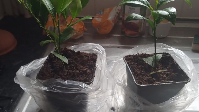 What do you think of baby orange and lemon trees I planted them around a month ago?