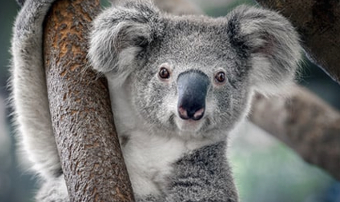 Do you think I’m cute? A pic of me climbing trees?