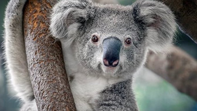 Do you think I’m cute? A pic of me climbing trees?