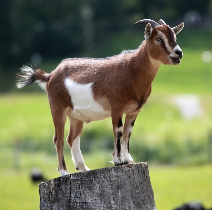 You transformed into a farm animal, which one would you choose?