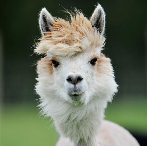 @AlpacaDavis