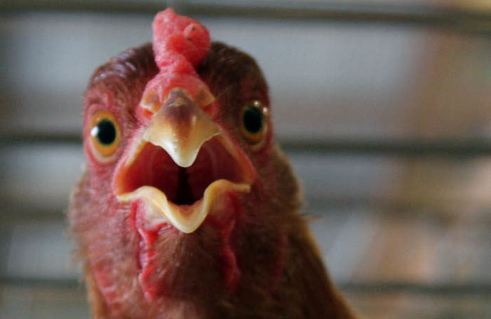 I was thinking of having some chicken for dinner tomorrow what about you?