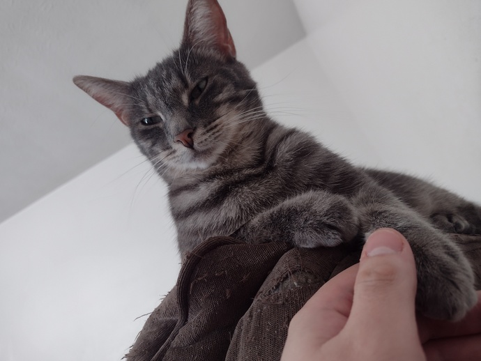 How many pets do you own?