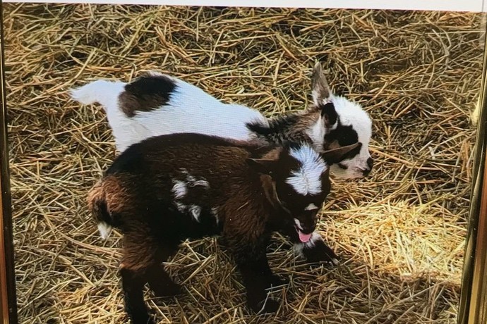 Help me pick a name for my new goats?