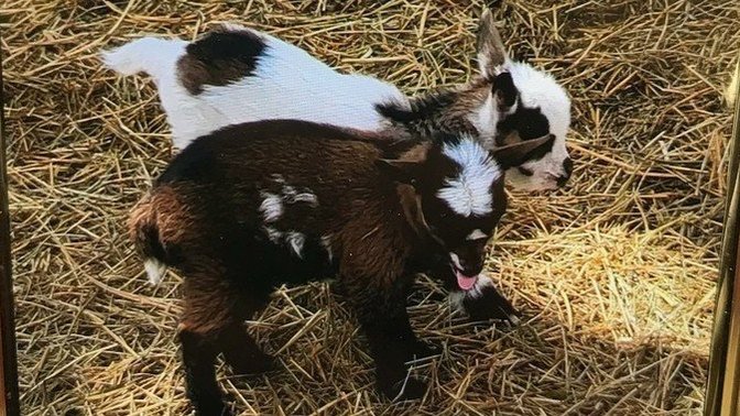 Help me pick a name for my new goat's?