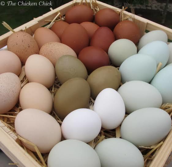 Eggs or chicken?