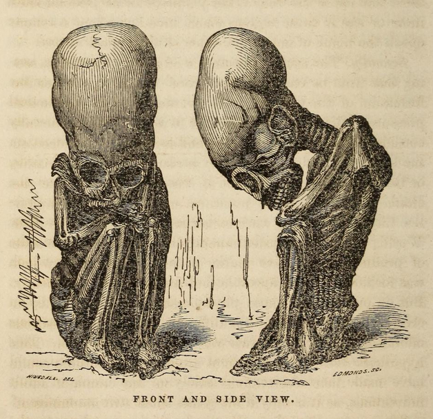 Do you really think it is possible that aliens have bred with humans as some have said?