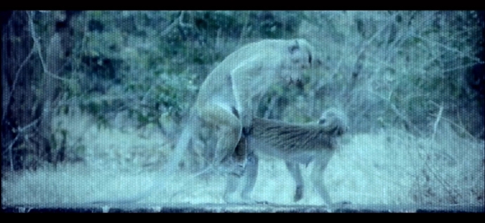 Did anyone notice the animals mating in the music video for Katy Perry ET?