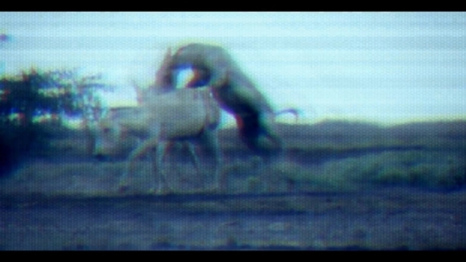 Did anyone notice the animals mating in the music video for Katy Perry ET?