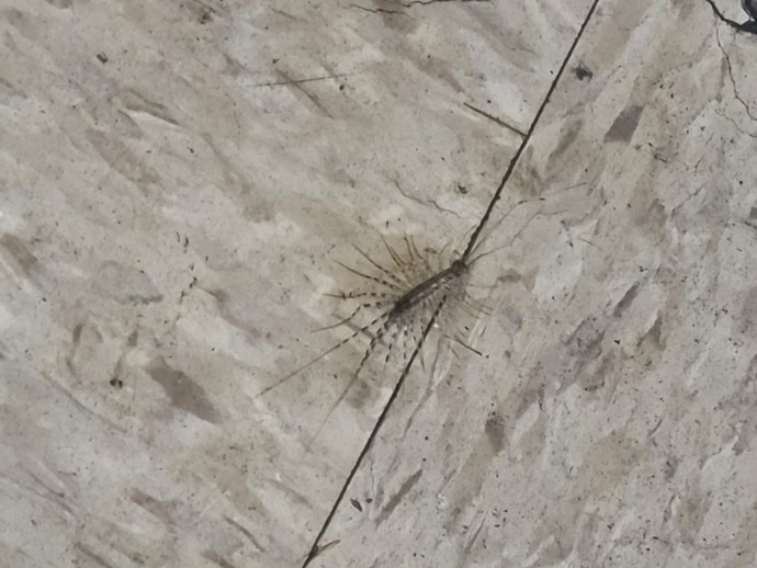Found this strange and unique bug anyone know what it is?