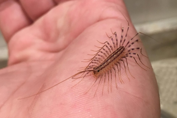 Found this strange and unique bug anyone know what it is?