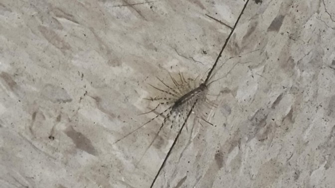 Found this strange and unique bug anyone know what it is?