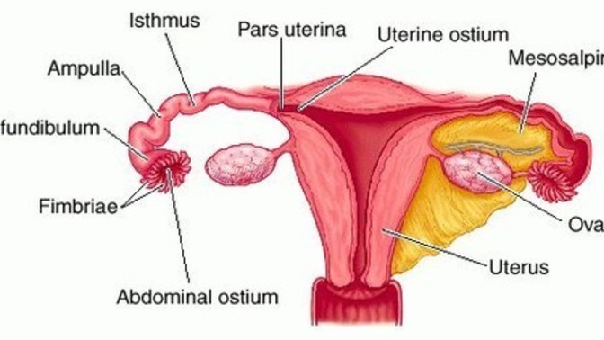 How would you carry a baby with no uterus?