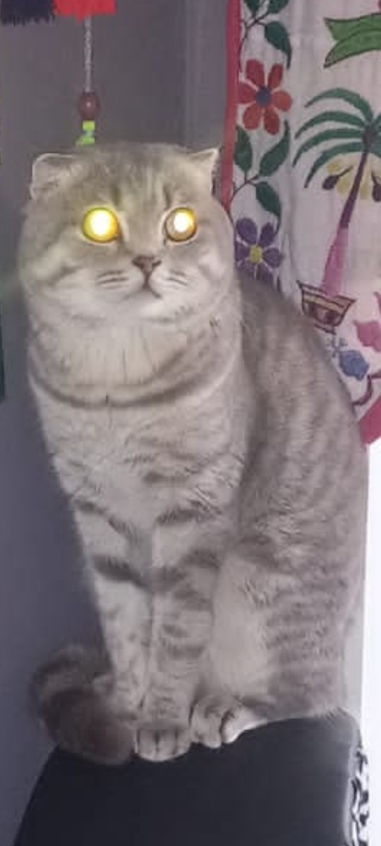 Hey folks, If this cat was yours, what would you name it?