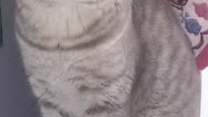 Hey folks, If this cat was yours, what would you name it?