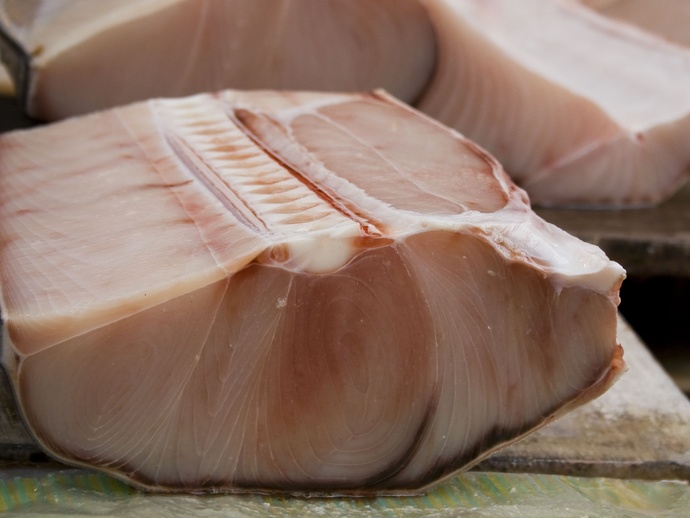 Do you think it’s unethical to eat shark?