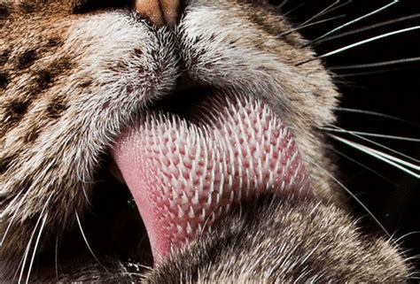Is it true that everybody wants to be a cat?