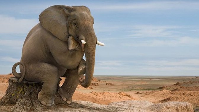 Can An Elephant Jump?
