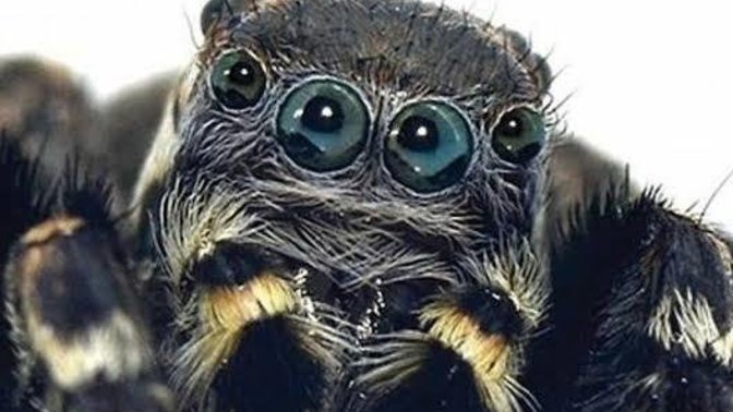 What do you think about spiders?