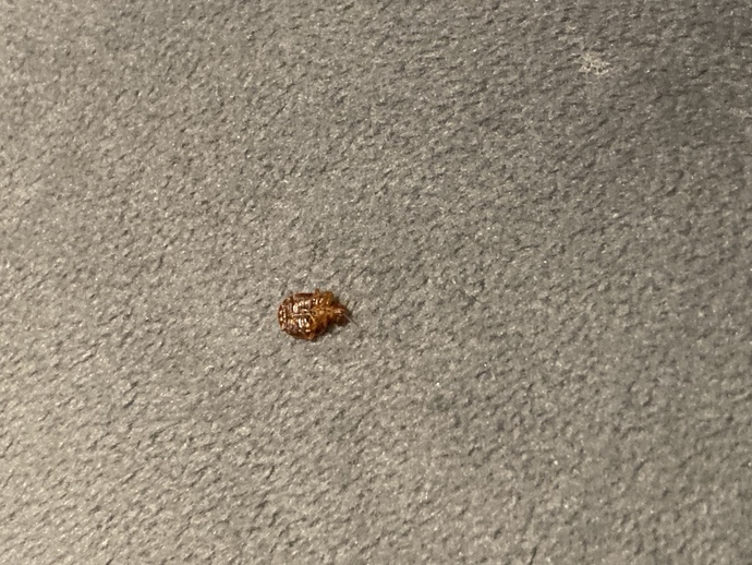 What bug is this?
