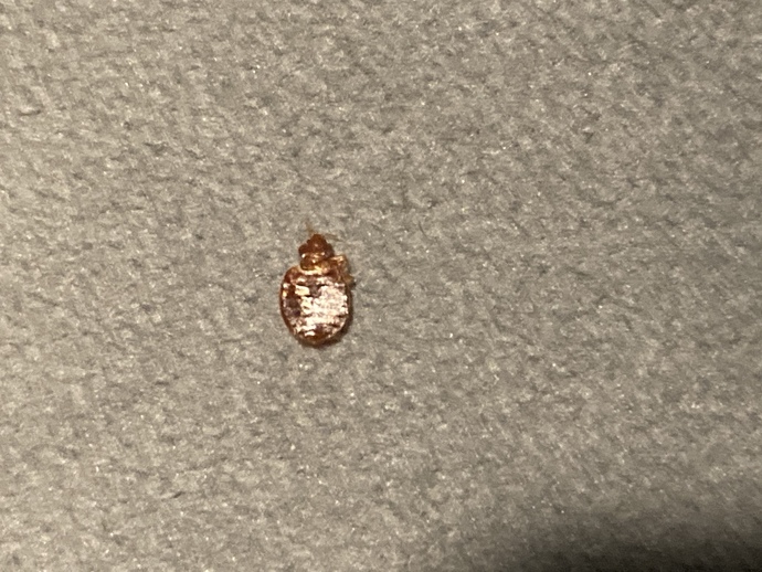 What bug is this?