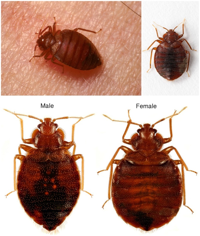 What bug is this?