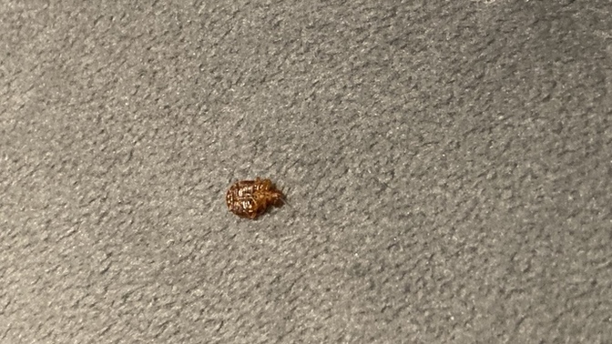 What bug is this?