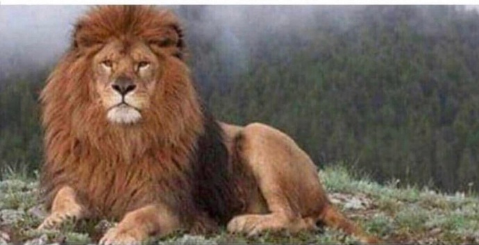 Do you think male lions are the most handsome of all animal creatures?