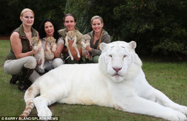 Do you think male lions are the most handsome of all animal creatures?
