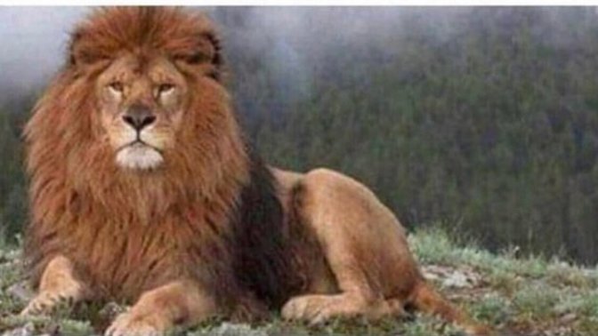 Do you think male lions are the most handsome of all animal creatures?