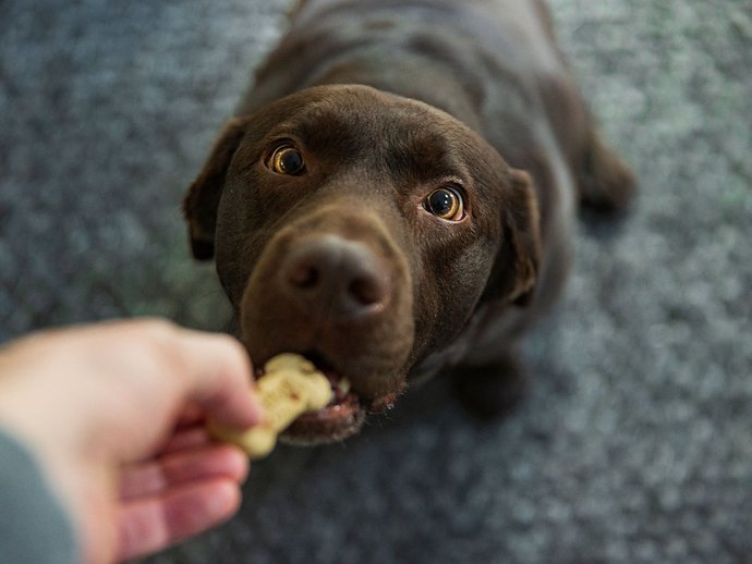 Is it possible to make a dog favour you over other family members?