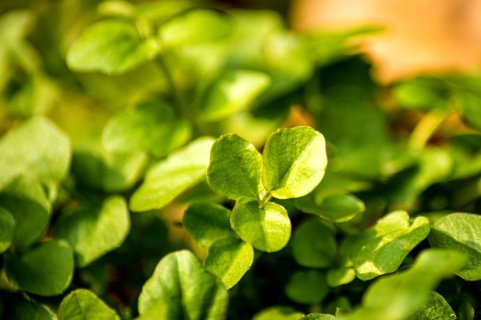 Do you go out into nature and forage wild edibles, like berries, greens, possible fruit?
