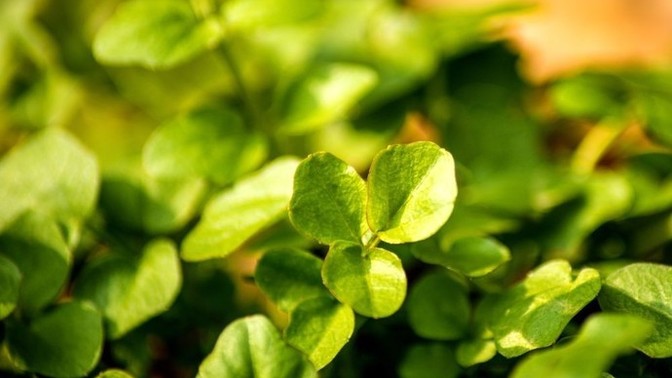 Do you go out into nature and forage wild edibles, like berries, greens, possible fruit?