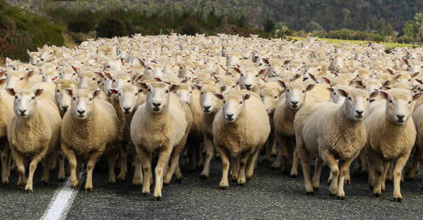  the sheeps that took covid vac will take it 