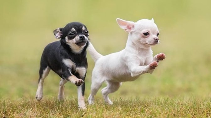Do you like chihuahuas (a kind of dog) 😅?