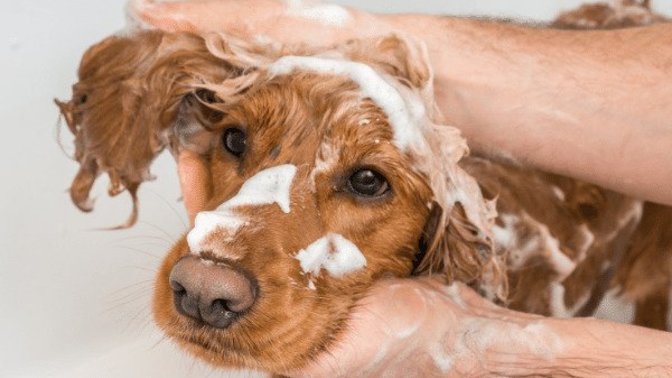 How do you cure a dog's fleas?