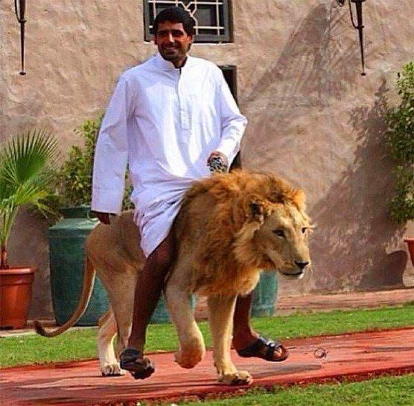 Do you have a pet lion?