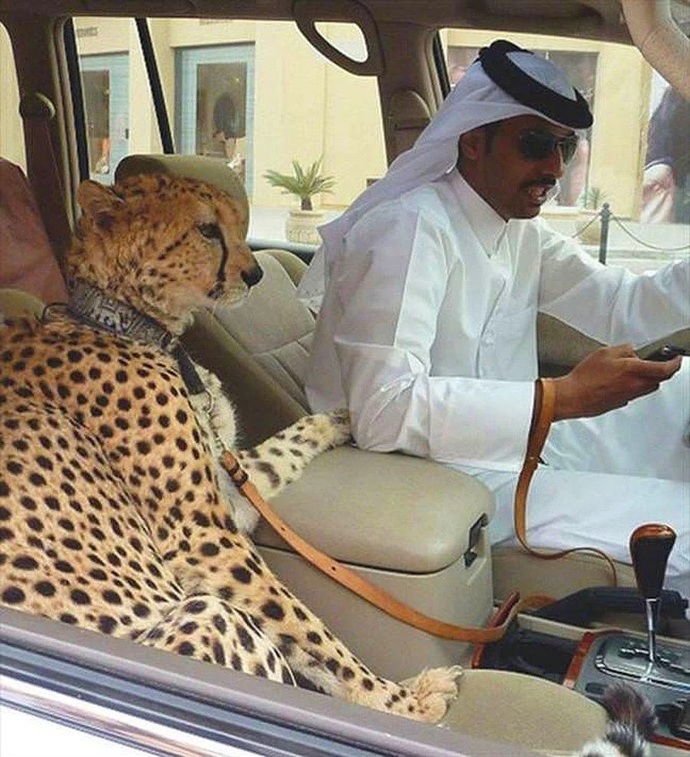 Do you have a pet lion?