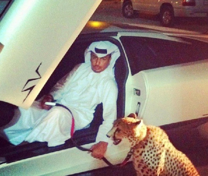 Do you have a pet lion?