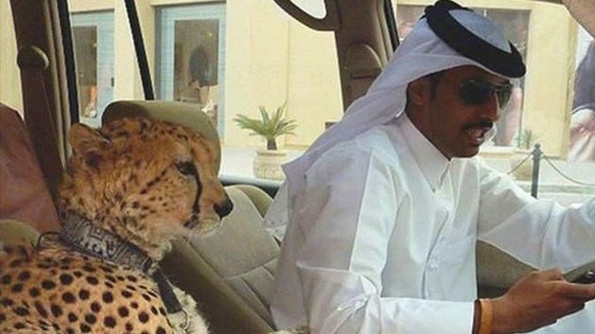 Do you have a pet lion?