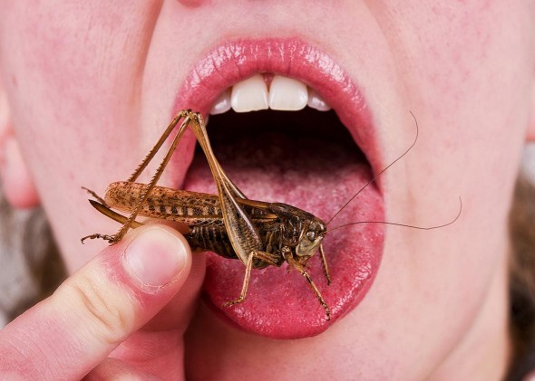 What is the weirdest thing you have eaten so far?
