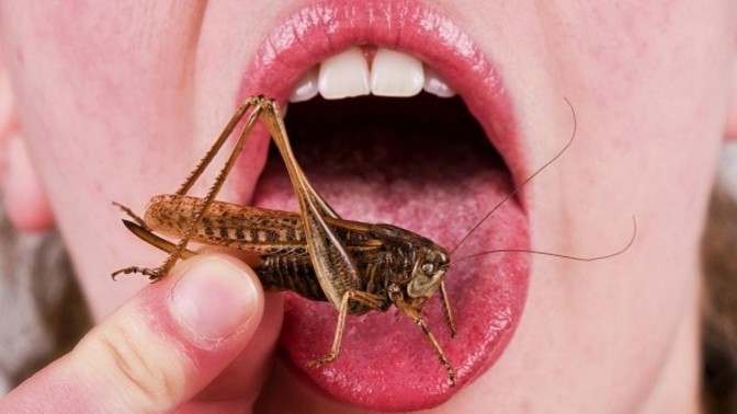 What is the weirdest thing you have eaten so far?