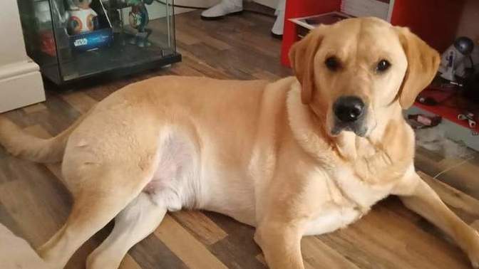 What is the best way to get over the loss of a pet?