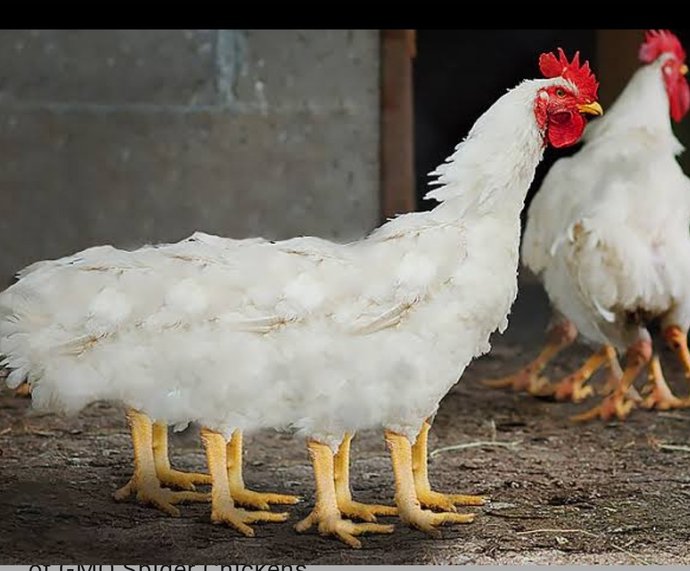 Does KFC use the front or the back legs of the chicken?