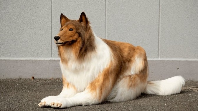 How would you feel if you got a new dog and found out it was a man?